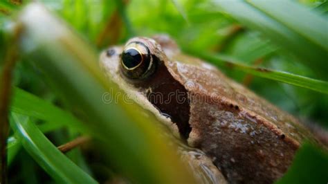 Frog In The Grass Stock Photo Image Of Common Frog 17252560