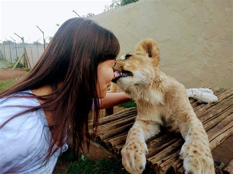 Nandm Lion Kisses Meerkats And More