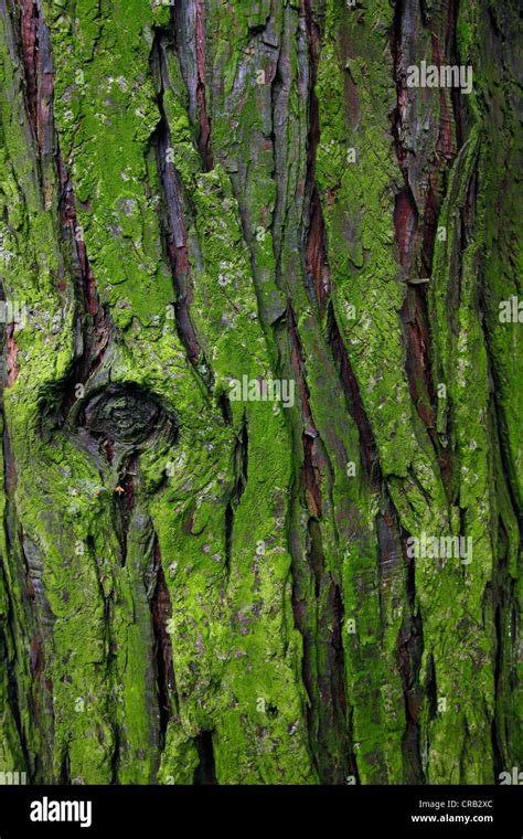 Moss On Tree Bark Background Stock Photo Alamy