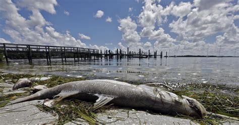 Toxic Red Tide Florida Researchers Investigate Whats Making It So Bad