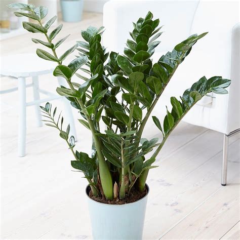 Best Shade Loving Plants 6 Indoor Plants For Dark Rooms Real Homes