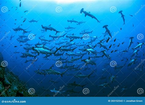 Schooling Scalloped Hammerhead Sharks Darwin Arch Galapagos Stock