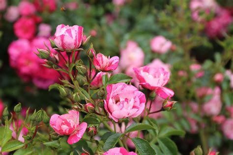 Rose, Flower Carpet® Pink Splash - TheTreeFarm.com