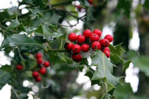 Close Up Of Holly Berries Free Stock Photo Public Domain Pictures