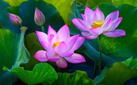 Bright Pink Blossoms Lotus Flower Nelumbo Nucifera Aqueous Plant In