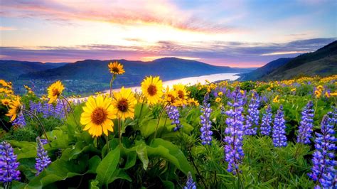 Spring Flowers Mountain Lake Hills 1920×1080 Hd
