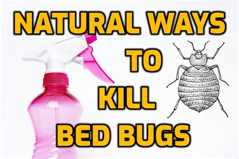How To Get Rid Of Bed Bugs Permanently From Your House By Using This Method
