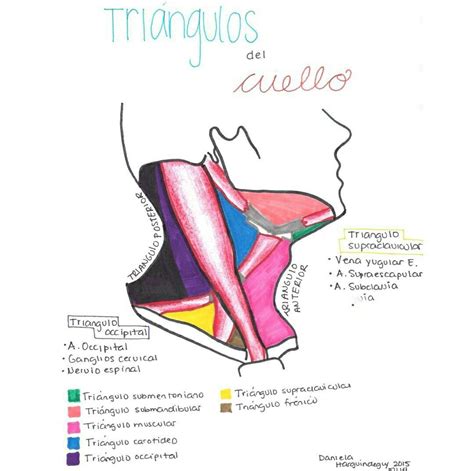 Triángulo Del Cuello Medical Anatomy Medicine Student Medicine Studies