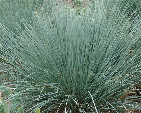 How To Grow And Care For Blue Oat Grass