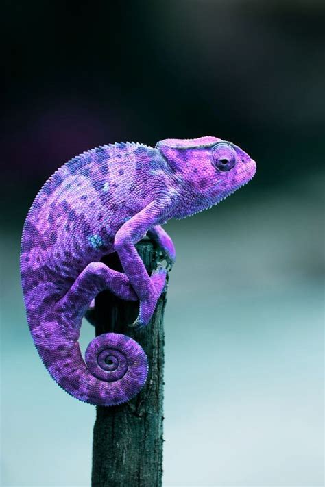 Purple Chameleon By Georgia Animals Beautiful Types Of Chameleons