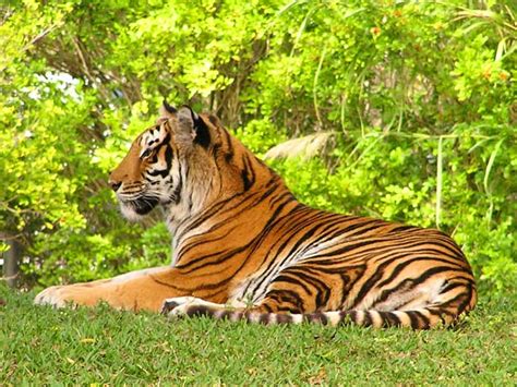 Best 35 Bengal Tiger Pictures And Wallpapers