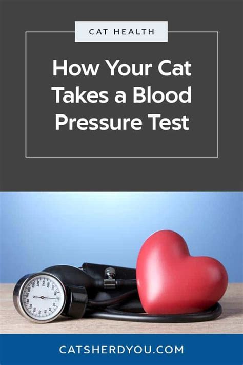 How Your Cat Takes A Blood Pressure Test Cats Herd You