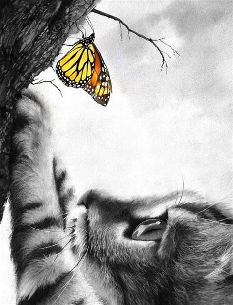 Top 25 Ideas About Cats And Butterflies On Pinterest