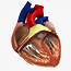 Anatomy Human Heart 3d C4d