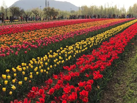 Indira Gandhi Tulip Garden Srinagar 2021 What To Know Before You Go