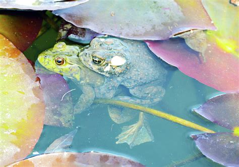Froggy Lovin Photograph By Brent Dolliver Fine Art America