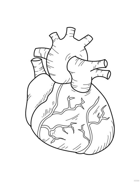 Gurus Alphabet Human Heart Coloring Pages Printable Anatomy Coloring The Best Porn Website