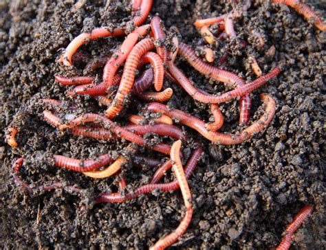 Worm Composting Taking Advantage Of Earthworm Benefits