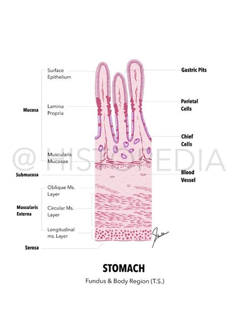 Stomach Histology Diagram Histology Slides Stomach Body