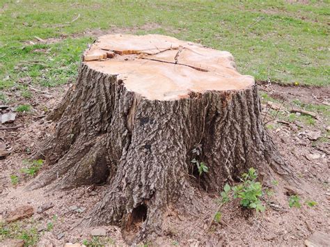 Stump Definition And Meaning With Pictures Picture Dictionary And Books