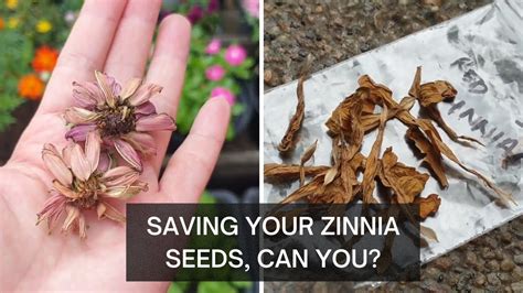 Zinnia Seeds How To Harvest Seeds And What You Should Know About F1