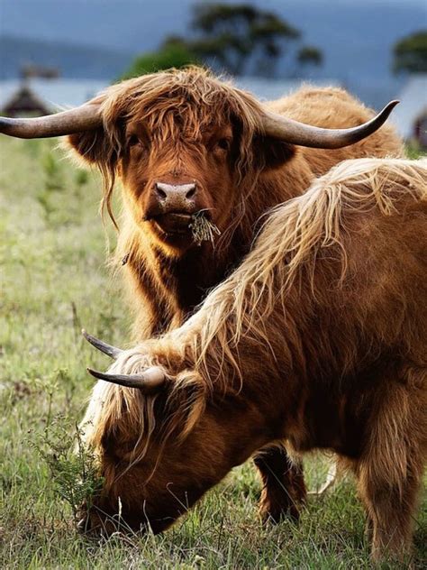 Highlander Highland Cow Art Scottish Highland Cow Highland Cattle