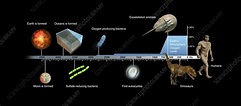 Evolution of Earth timeline, illustration - Stock Image - C026/6373 ...