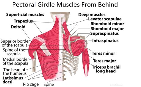 Pectoral Girdle Anatomy Bones Muscles Function Diagram Ehealthstar