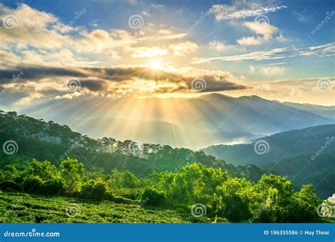 Sunrise Over Hillside A Pine Forest With Long Sun Rays Pass Through