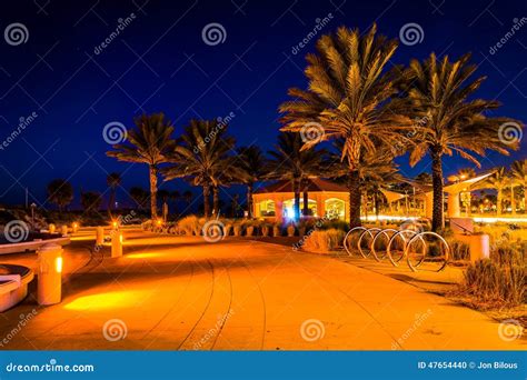 Palm Trees Along A Path At Night In Clearwater Beach Florida Stock