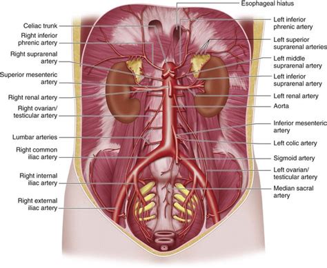 Arterial Anatomy Of The Abdomen Radiology Key