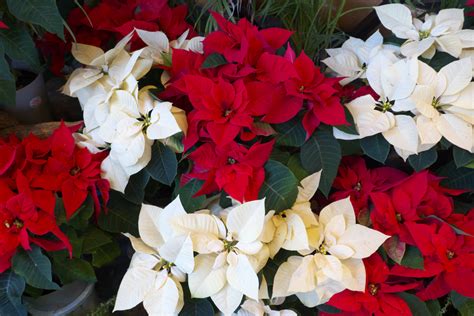 Holiday Poinsettias Bring Christmas Home Plantscapers