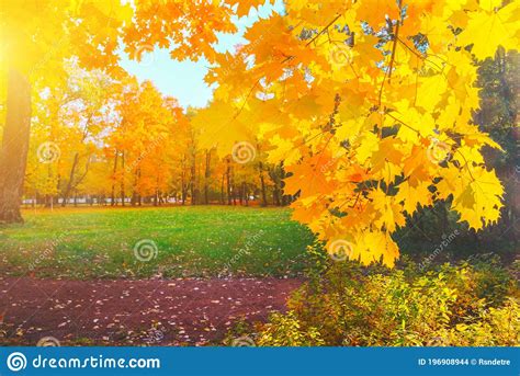 Autumn Yellow Closeup Bright Orange Maple Tree Bokeh Golden Color Flora
