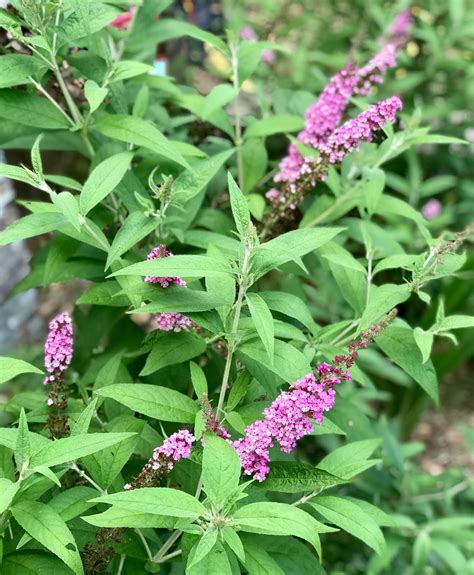 29 Perennial Butterfly Bushes