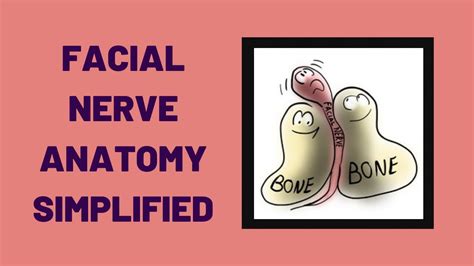 Facial Nerve Anatomy Simplified Youtube