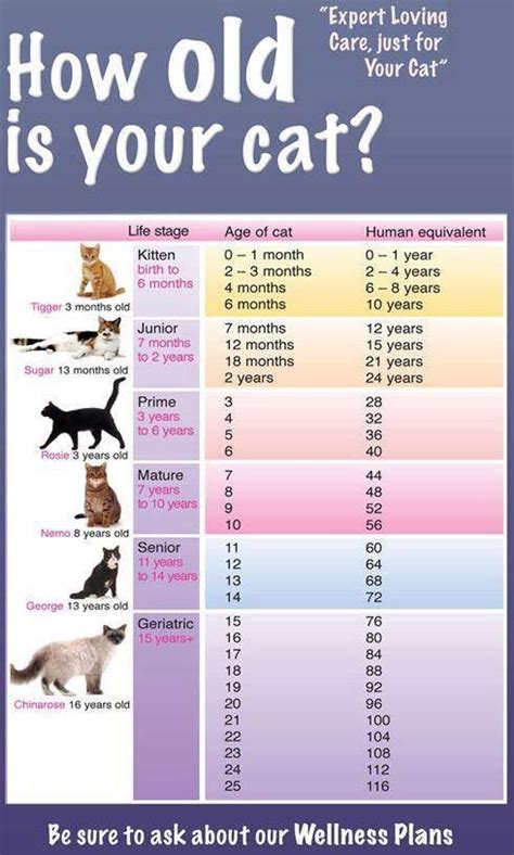 Of course, there are some differences in age conversion, depending on breed, weight, and other factors, but this chart gives you a general idea. Day Dreamin' - 8th April 2014 | Pinterest | Pictures ...