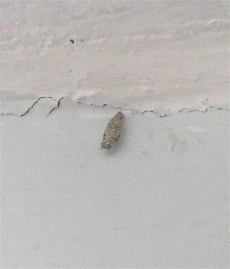 Name Of Insects That Attach Themselves To Ceilings And Walls In Home