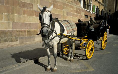 Animal Rights Activists Slam Horse Drawn Carriage Cruelty At Summer