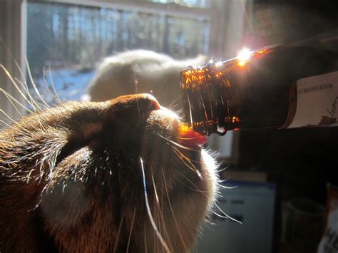 Cat Drinking Beer In The Sun Yes Some Cats Love Beer And Flickr