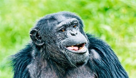 Could apes ever learn to speak like people? - Futurity