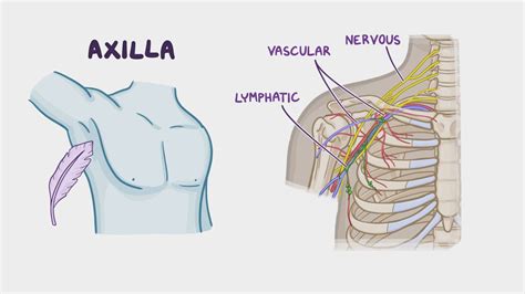 Anatomy Clinical Correlates Axilla Osmosis