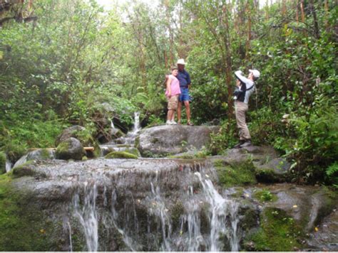 Mount Waialeale Rainforest Hike Easy To Moderate Kauai
