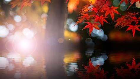 Wallpaper Sunlight Trees Lights Fall Water Nature Red