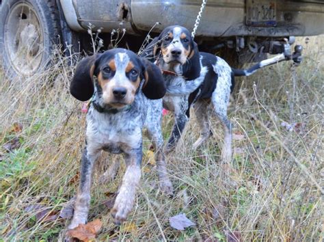 Pin On Hounds And Hunting Dogs Bluetick Coonhounds Bear