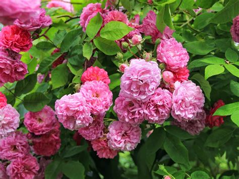 Torils Garden Seven Sisters Rose Var Spesielt Vakker I Fjor Sommer