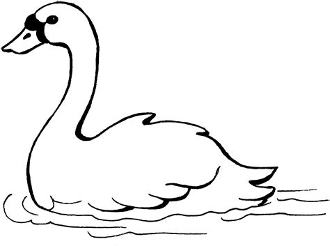 Swan Coloring Pages Whooper Colouring Outline Drawing Realistic Swans