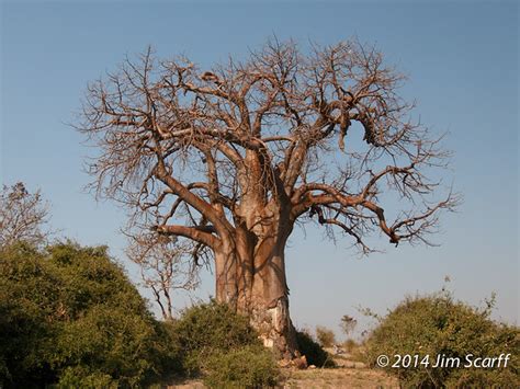 Baobab Tree Chobe River Chobe National Park Botswana Jim Scarff