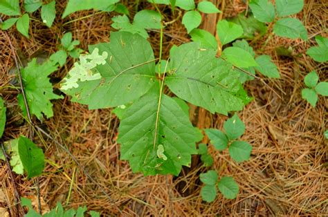 Wild Burlington Poison Ivy