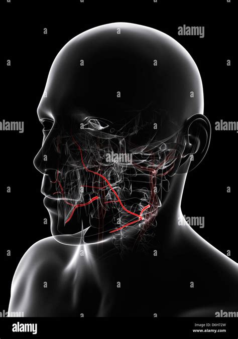 Facial Artery Hi Res Stock Photography And Images Alamy