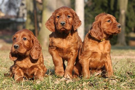 Meet The Irish Setter